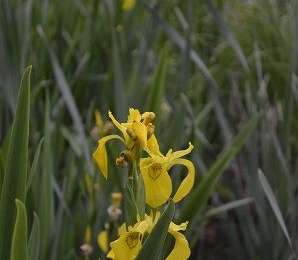 Tocht Stappen Ottignies-Louvain-la-Neuve - Lauzelle - Circuit Natura 2000, des sites qui valent le détour ! - Bw01 - Photo