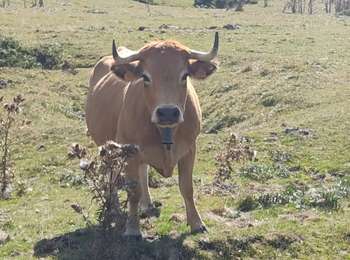 Tocht Stappen Prades - Prades 2024 - Photo