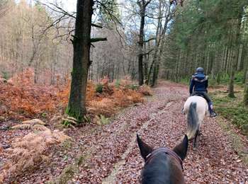 Excursión Paseo ecuestre Habay - Forêt de Rulles - Photo