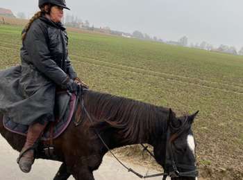 Trail Horseback riding Pecq - warcoing - Photo
