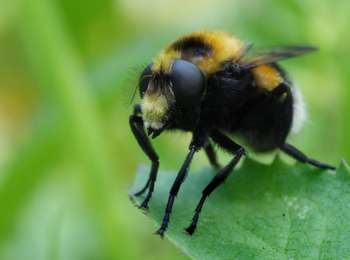 Trail On foot Büllingen - Vallée de la Holzwarche - Photo