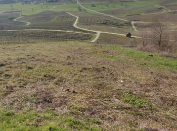 Trail Walking Le Vernois - le vernois - Photo