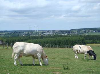 Randonnée Marche Gouvy - RB-Lu-29_Courtil_variante - Photo