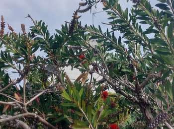 Tour Wandern Perros-Guirec - PLOUMANAC DEP. RUE ST GUIREC - Photo
