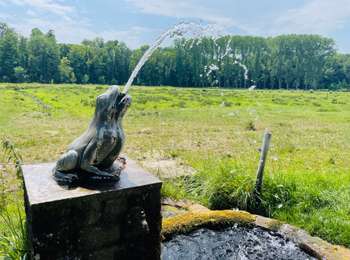 Trail Walking Braives - La rainette des marais et la rivière « la Mehaigne » à Braives - Photo