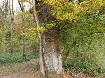 Tour Wandern Havelange - La balade du Chêne au Gibet - Photo