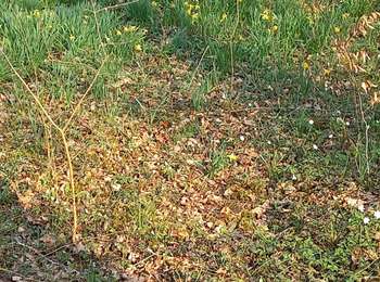 Trail Hybrid bike Salans - jonquilles - Photo