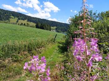 Trail Walking Grande-Rivière-Château - Tour du Lac de l'Abbaye de Grandvaux - Photo