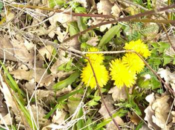Trail Walking Coulanges-la-Vineuse - AVF Coulanges - Photo