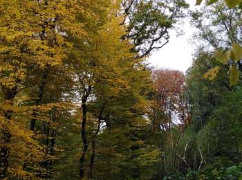 Trail Walking Neupré - Plainevaux promenade des géants  - Photo