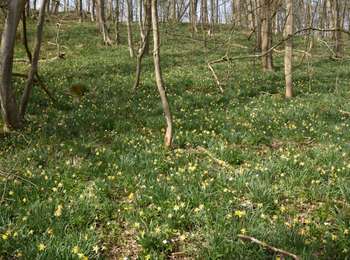 Tour Wandern Kelmis - 20210401 - Kelmis 10.3 Km - Photo