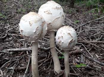 Excursión Bicicleta híbrida Numea - Grande Boucle de Tina - Photo