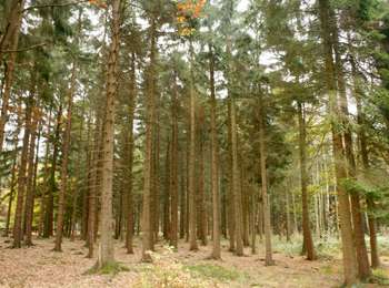 Trail On foot Sprimont - Vallon des Chantoirs - Photo