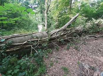 Trail Walking Mons - Lieu dit le Bois brûlé  - Photo