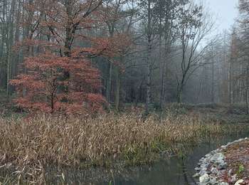 Trail Walking Fleurus - marche  wistitis - Photo