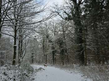 Trail Walking Seraing - A la découverte des bois de Seraing en hiver avec Koda ❄️🥾🐕 - Photo