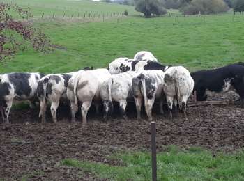 Trail Walking Wasseiges - Ambresin - Photo