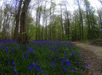 Tocht Mountainbike Villers-la-Ville - Braine_l'Alleud_20220422_094506 (1) - Photo