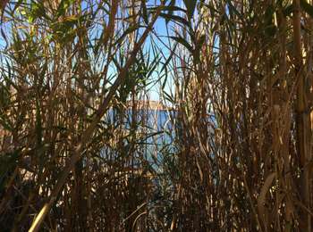 Trail Walking Calvi - Calvi pointe revalatta  - Photo