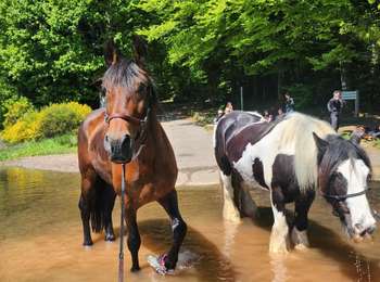 Tour Pferd Langstein - Wikiloc - Pierre Percée : Tour du Lac depuis le gite la Crémaillote - Celles sur Plaine - Photo