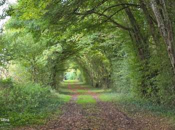 Trail Walking Rogny-les-Sept-Écluses - rogny les sept ecluses  - Photo