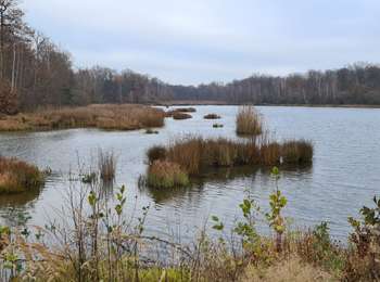 Excursión Bici de montaña Laronxe - sortie vtt 29112020 20km St Clément  - Photo