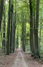 Percorso Marcia Bertem - Bertembos walk - Photo