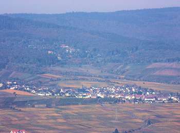Percorso A piedi Ingelheim am Rhein - Rundweg Westerberg - Photo
