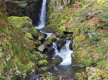 Trail Walking Lepuix - Malvaux - Ballon d'Alsace - La Gentiane - Photo