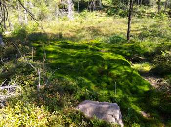 Tour Wandern Moussey - sentier passeur 2022 - Photo