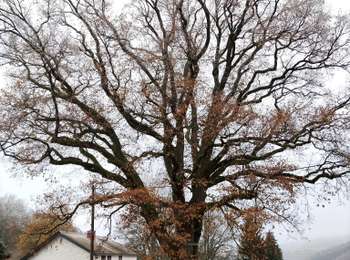 Tocht Stappen Lierneux - Promenade de Trou de Bra   - Photo