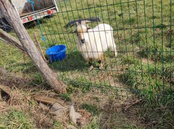 Percorso Marcia Vic-le-Comte - langlade - Photo