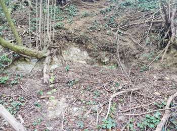 Randonnée A pied Heerlen - Imstenraderbos Wit He2 - Photo