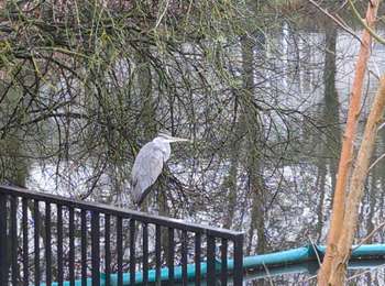 Randonnée Marche Montigny-le-Bretonneux - minière et Guyancourt - Photo