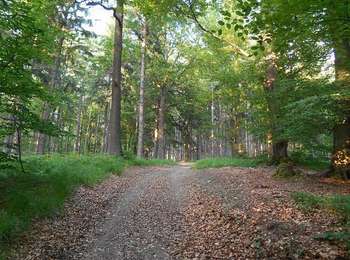 Percorso Mountainbike Jalhay - Circuit VTT La Gileppe - Trou Malbrouck - Photo