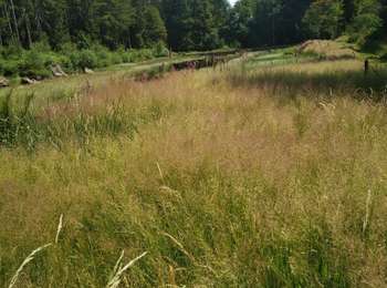 Trail Walking La Montagne - La Montagne Mille Etangs 7 juillet 2019  OVS - Photo