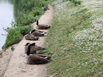 Tour Wandern Maisons-Alfort - GR15 Première étape - Photo