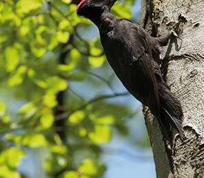 Tocht Stappen Terhulpen - La Hulpe - Circuit Natura 2000, des sites qui valent le détour - Bw02 - Photo
