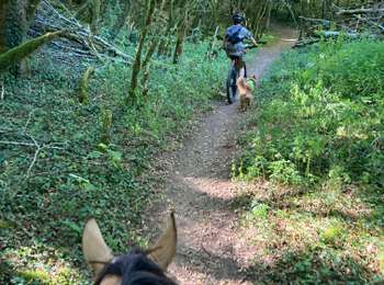 Trail Horseback riding La Tour-du-Meix - Vouglan camping Tivio  - Photo
