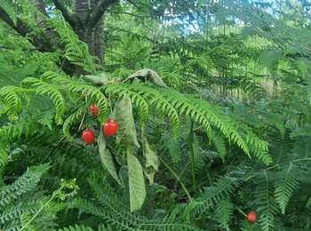 Tour Wandern Fontainebleau - Boucle 20 km Fontainebleau vert galant - Photo