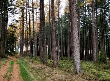 Trail Walking Libramont-Chevigny - Entre Vierre et Ourthe - Photo