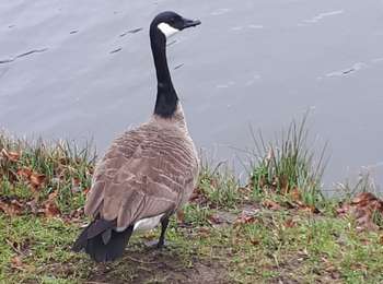 Tour Nordic Walking Kelmis - la_calamine_05__04_2021 - Photo