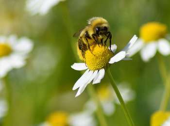 Percorso Marcia Saint-Ours - St_Ours_Miel_Terre - Photo