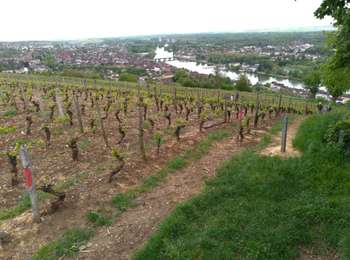 Trail Walking Joigny - Joigny.1 - Photo