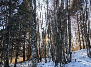 Tocht Sneeuwschoenen Portet-d'Aspet - Sommet du Puech (31) - Photo