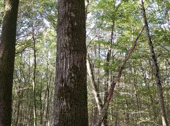 Excursión Geocaching Villeneuve-la-Dondagre - 221026 Villeneuve la D geocaching - Photo