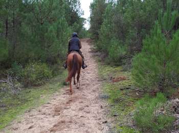 Trail Horseback riding Notre-Dame-de-Monts - Plage et forêt de Notre Dame de Monts - Photo