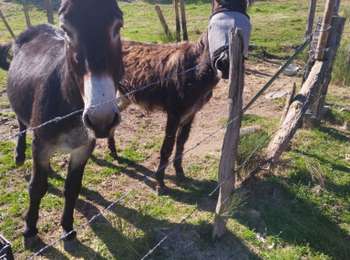 Percorso Marcia Saint-Bonnet-le-Chastel - Saint Bonnet le chastel - Photo