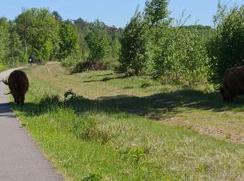 Tour Rennrad Bergeijk - rando center parc Hollande  - Photo