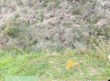 Tocht Auto Peyre en Aubrac - javols  - Photo